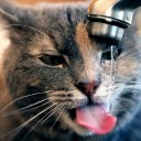 Почему кошка стала много пить?