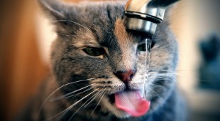 Почему кошка стала много пить?