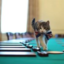 Как отучить кошку ходить по столу?