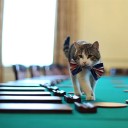 Как отучить кошку ходить по столу?
