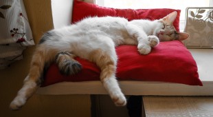 Все подушки изобретены для кошек