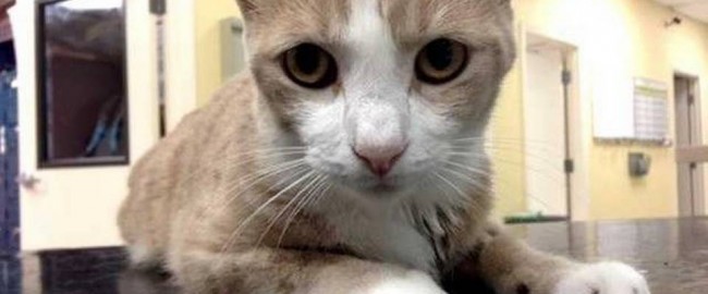 Собачья кровь спасла кошачью жизнь