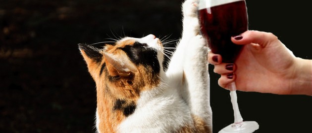 В Японии выпустили вино для кошек