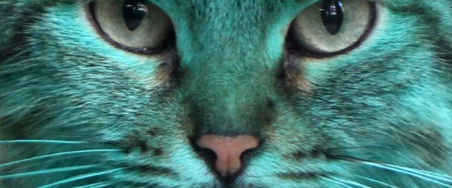 Тайна зеленой кошки