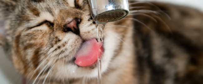 Сколько должны пить кошки