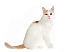 Анатолийская кошка (турецкая короткошерстная)