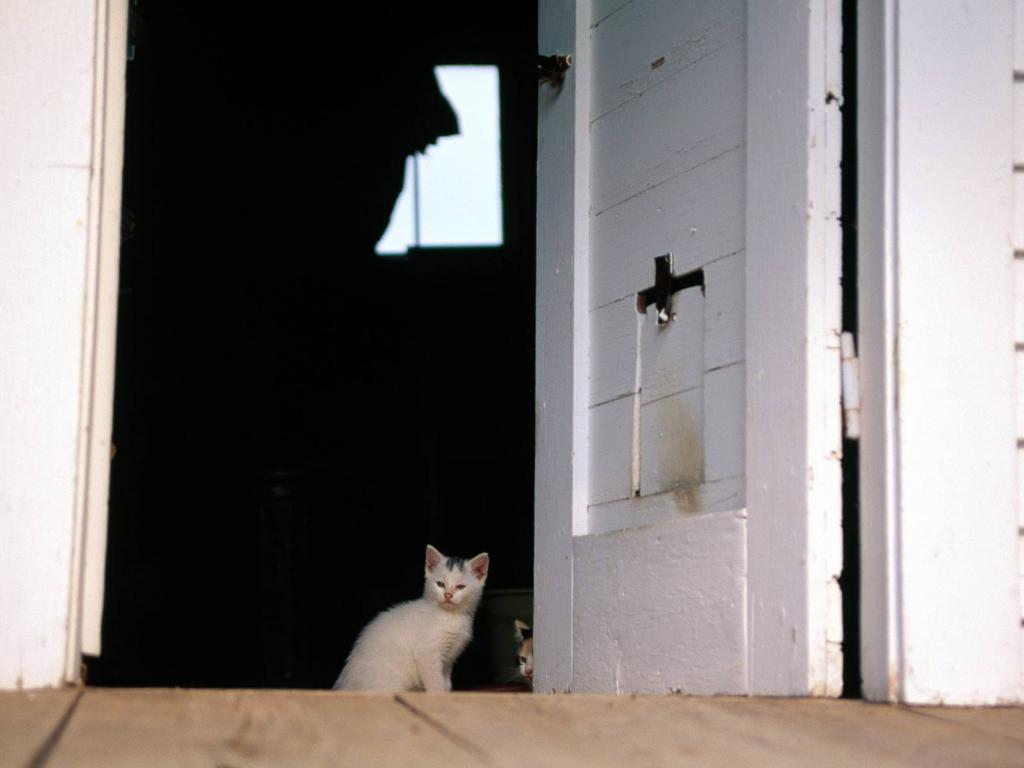 cat-door