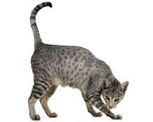 Бразильская короткошерстная кошка