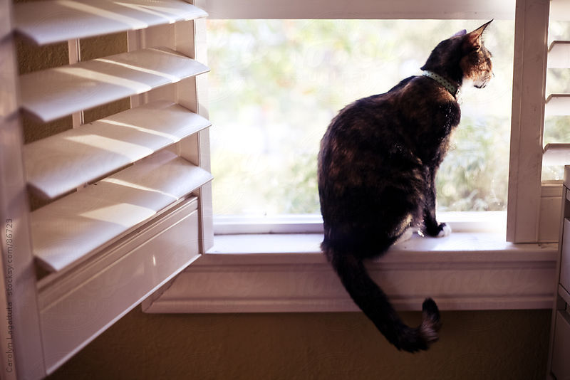 cat-window