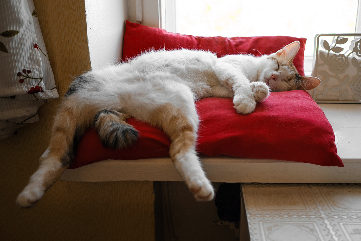 кошка на подушке