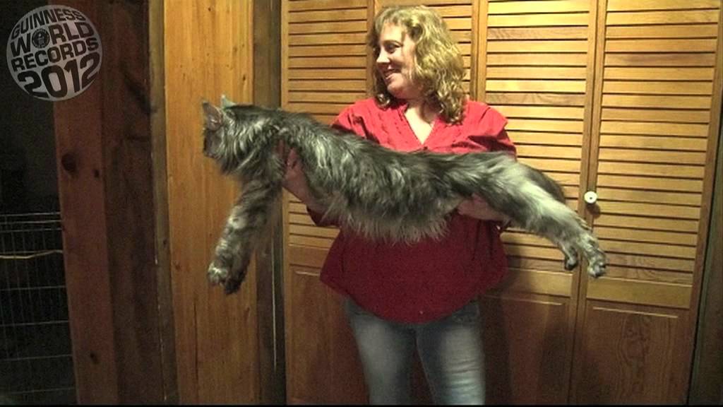 самый длинный кот
