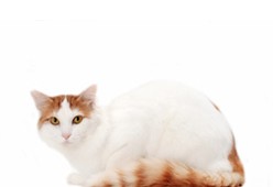Турецкий ван (турецкая ванская кошка)