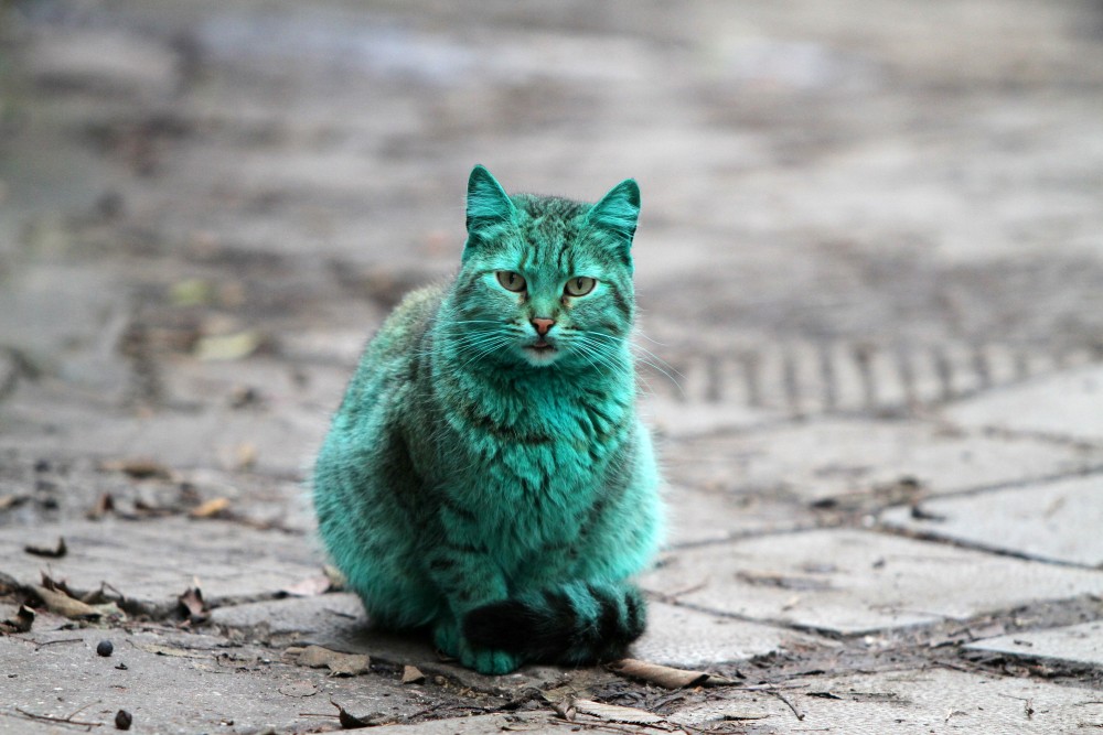 зеленая кошка