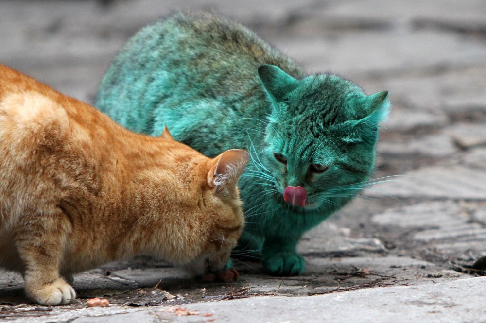 зеленая кошка