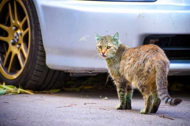 зеленая кошка